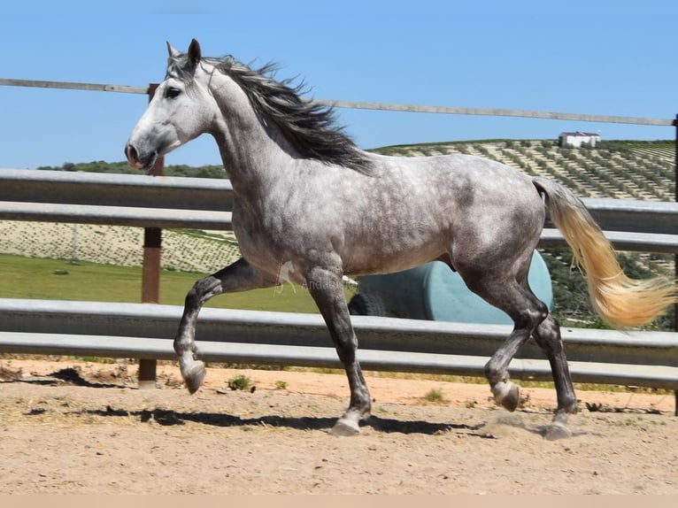 PRE Mix Gelding 3 years 15,3 hh Gray in Provinz  Cordoba