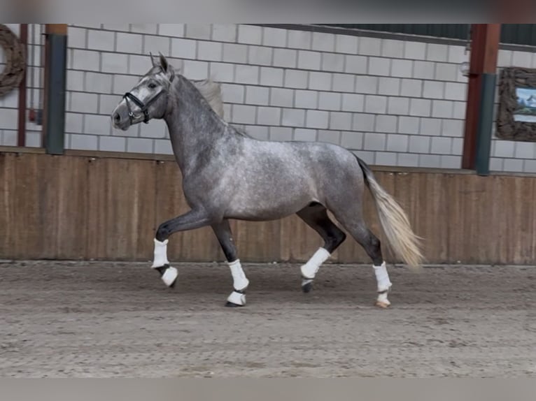 PRE Mix Gelding 3 years 15,3 hh Grey-Dapple in Oud Gastel
