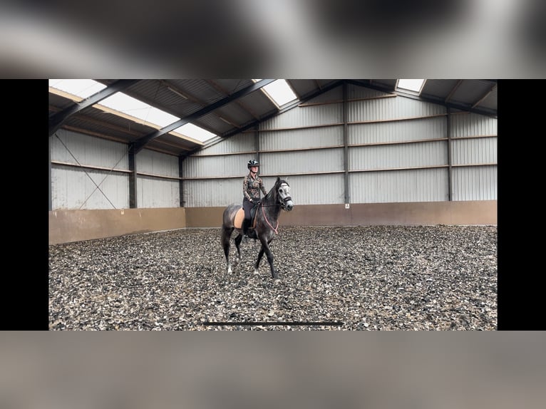 PRE Gelding 3 years 16,1 hh Gray-Blue-Tan in &#39;s-Gravenhage