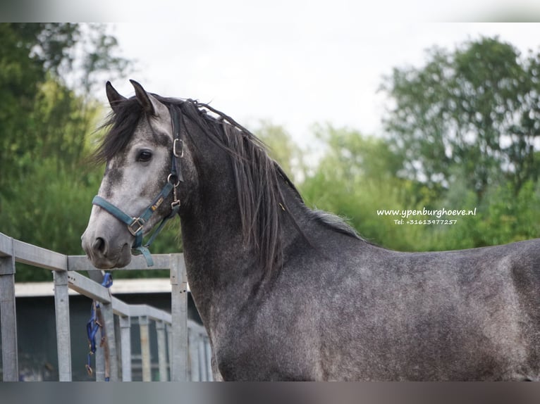 PRE Gelding 3 years 16,1 hh Gray-Blue-Tan in &#39;s-Gravenhage