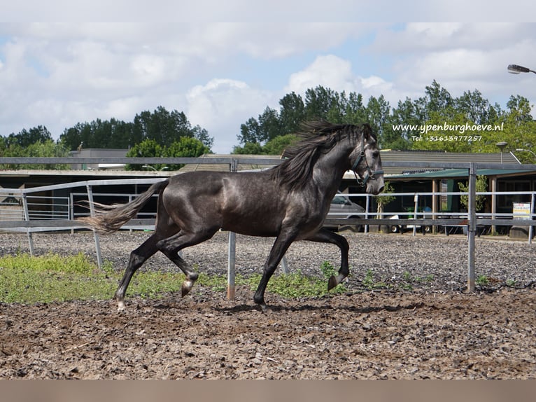 PRE Gelding 3 years 16,1 hh Gray-Blue-Tan in &#39;s-Gravenhage