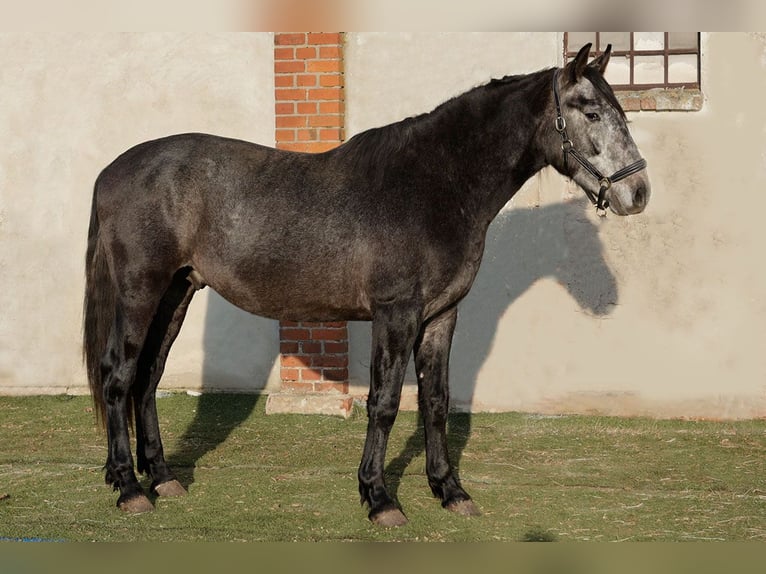 PRE Gelding 3 years 16.1 hh Grey-Dark-Tan in Kollow