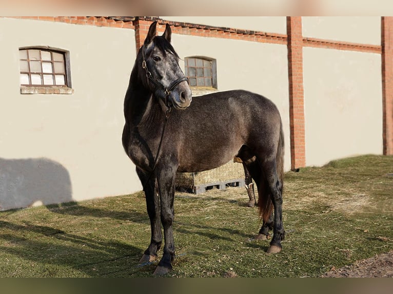 PRE Gelding 3 years 16.1 hh Grey-Dark-Tan in Teldau