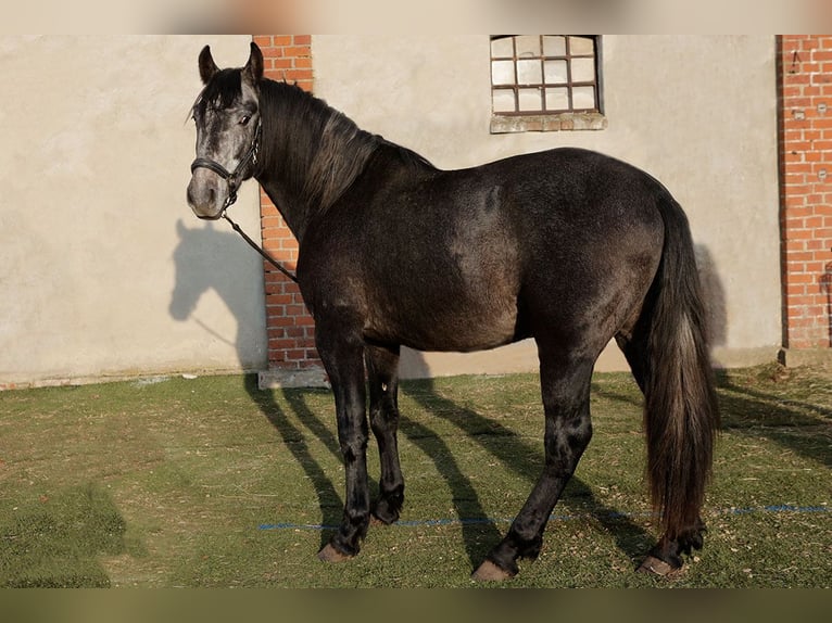 PRE Gelding 3 years 16.1 hh Grey-Dark-Tan in Teldau