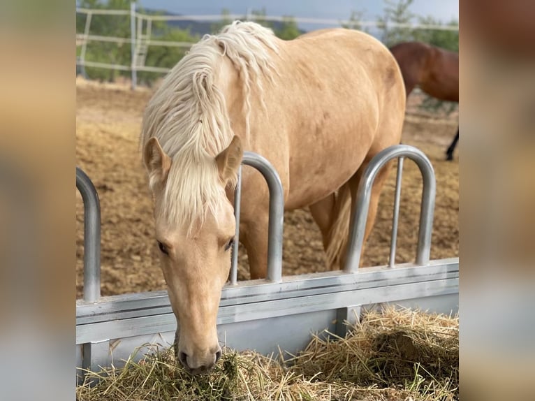 PRE Mix Gelding 3 years 16,1 hh Palomino in Alicante