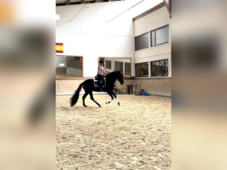 PRE Mix Gelding 3 years 16,2 hh Black in Warendorf