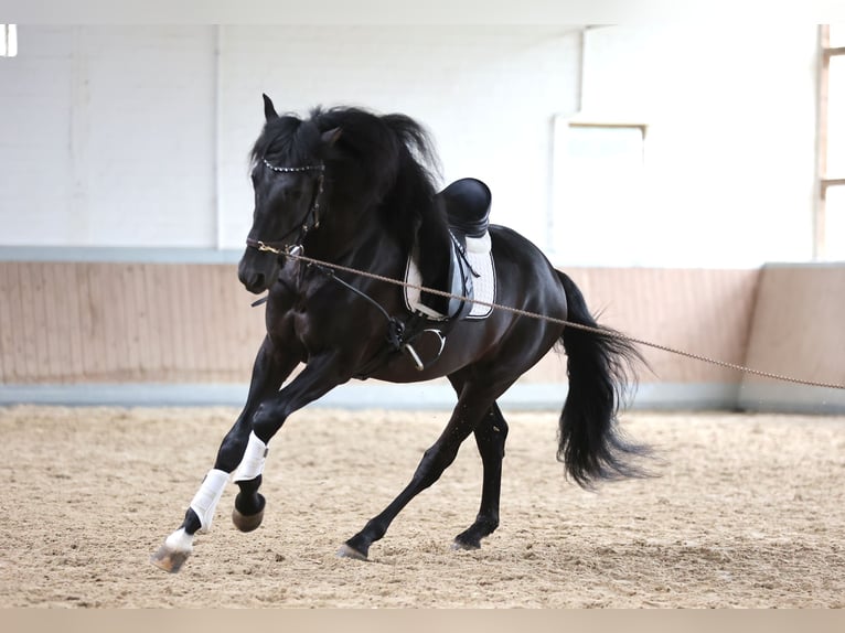 PRE Mix Gelding 3 years 16,2 hh Black in Warendorf