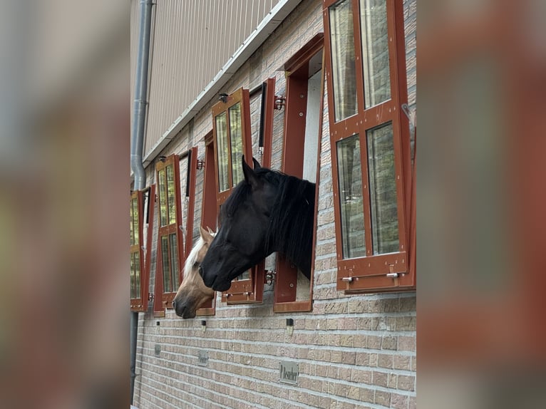 PRE Mix Gelding 3 years 16,2 hh Black in Warendorf