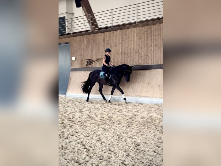 PRE Mix Gelding 3 years 16,2 hh Black in Warendorf