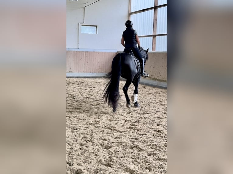 PRE Mix Gelding 3 years 16,2 hh Black in Warendorf