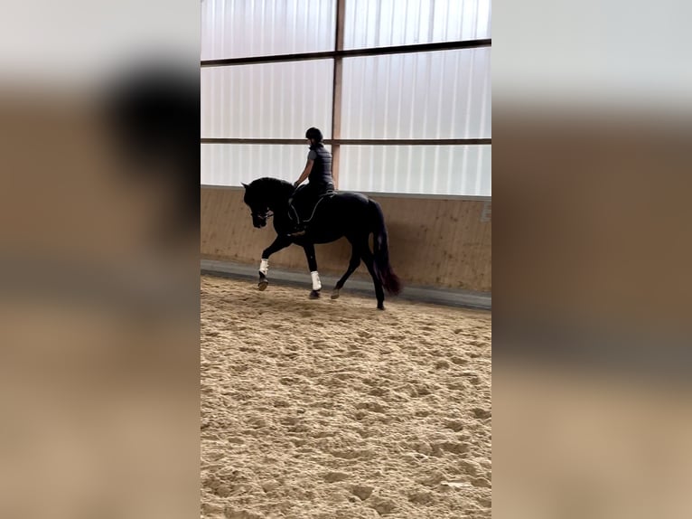 PRE Mix Gelding 3 years 16,2 hh Black in Warendorf