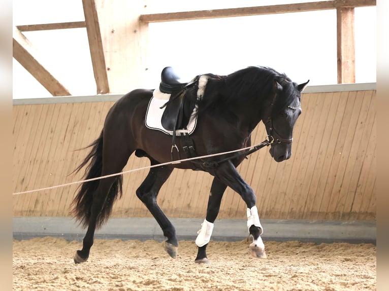 PRE Mix Gelding 3 years 16,2 hh Black in Warendorf