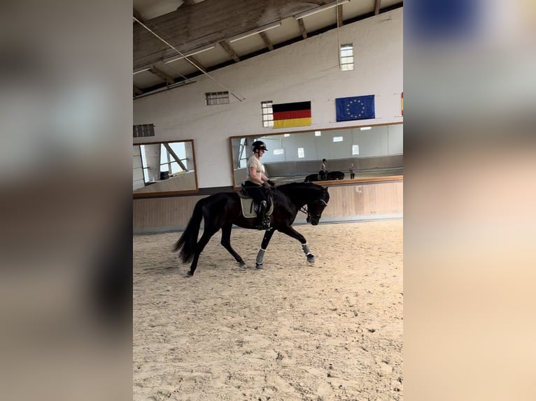 PRE Mix Gelding 3 years 16,2 hh Black in Warendorf