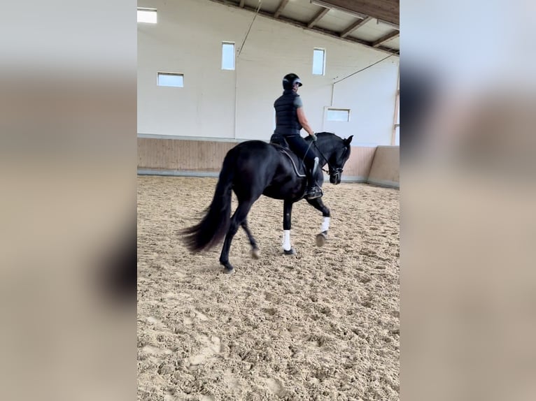 PRE Mix Gelding 3 years 16,2 hh Black in Warendorf