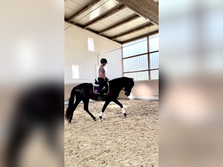 PRE Mix Gelding 3 years 16,2 hh Black in Warendorf