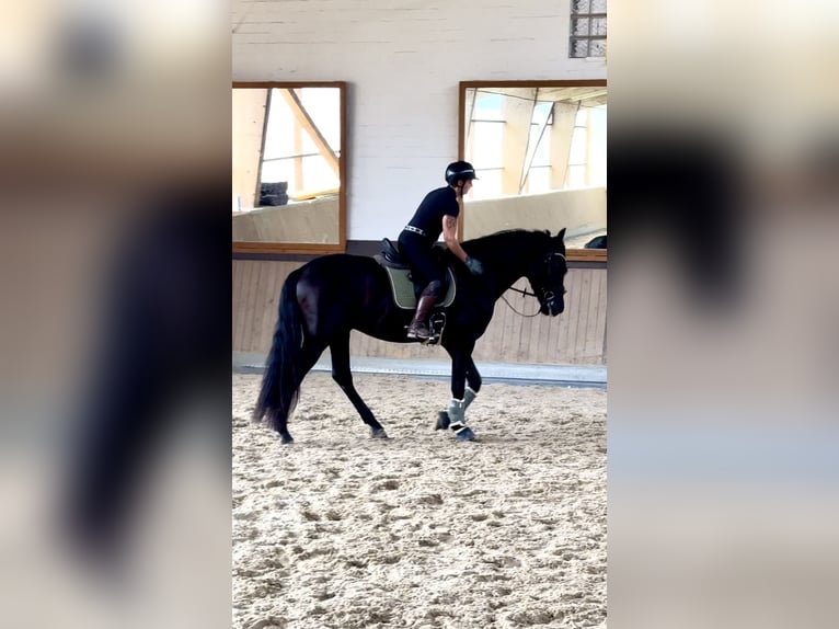 PRE Mix Gelding 3 years 16,2 hh Black in Warendorf