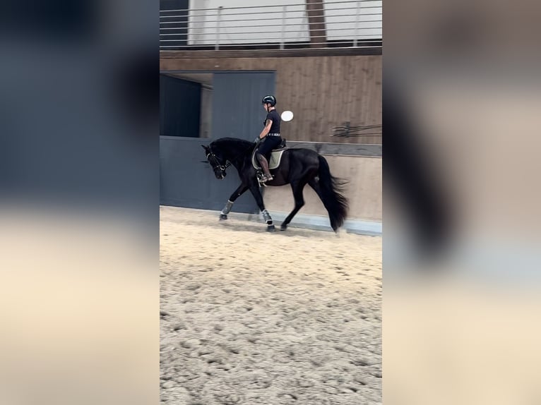 PRE Mix Gelding 3 years 16,2 hh Black in Warendorf