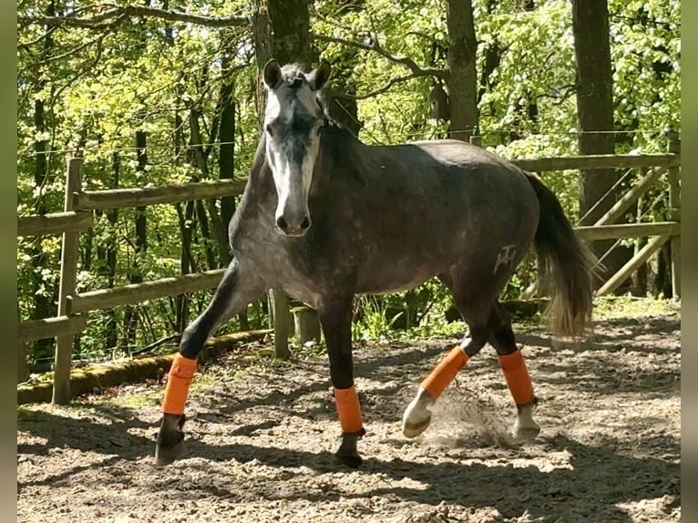 PRE Mix Gelding 3 years 16.2 hh Grey-Dark-Tan in Windeck