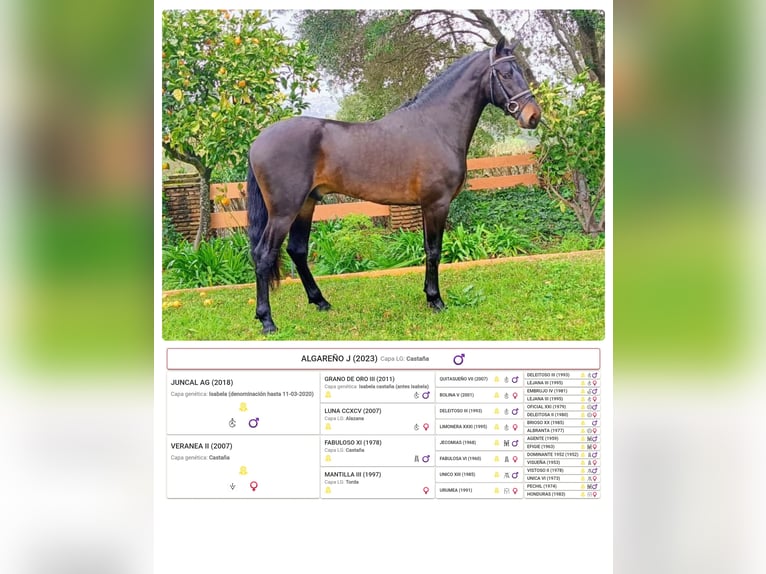 PRE Mix Gelding 3 years 16 hh Bay-Dark in Los Barrios