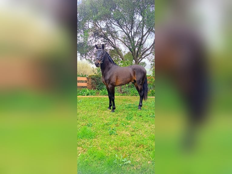 PRE Mix Gelding 3 years 16 hh Bay-Dark in Los Barrios