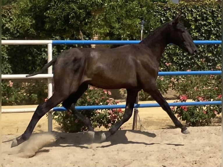 PRE Gelding 3 years 16 hh Black in Fuentes De Andalucia