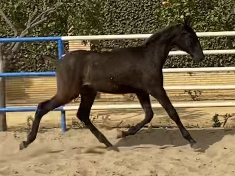 PRE Gelding 3 years 16 hh Black in Fuentes De Andalucia