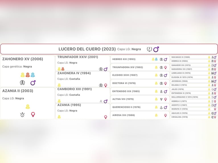 PRE Gelding 3 years 16 hh Black in Kefermarkt