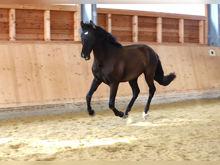 PRE Gelding 3 years 16 hh Black in Kefermarkt