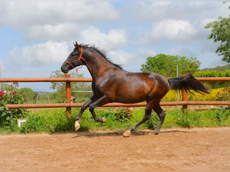 PRE Gelding 3 years 16 hh Black in Matajudaica