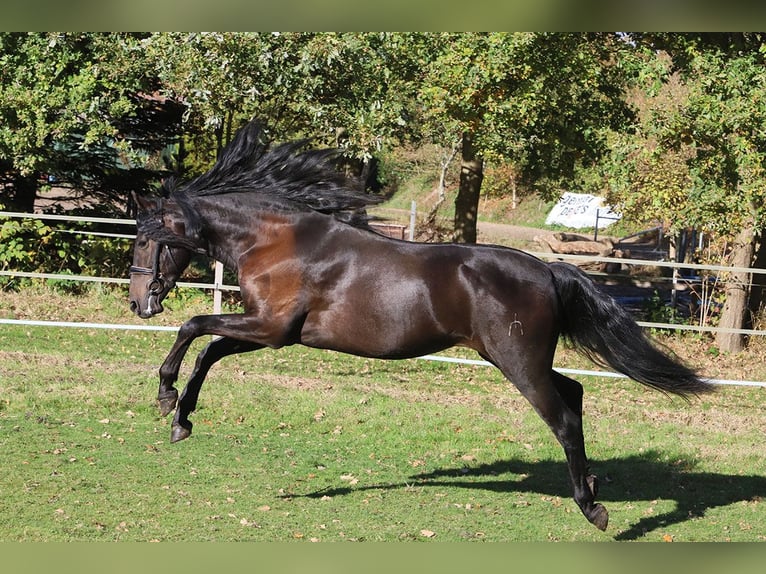 PRE Mix Gelding 3 years 16 hh Black in Hassendorf PRE Mix Gelding 3 years 16 hh Black in Hassendorf