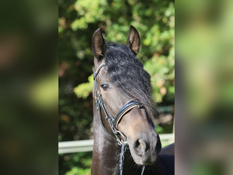 PRE Mix Gelding 3 years 16 hh Black in Hassendorf PRE Mix Gelding 3 years 16 hh Black in Hassendorf