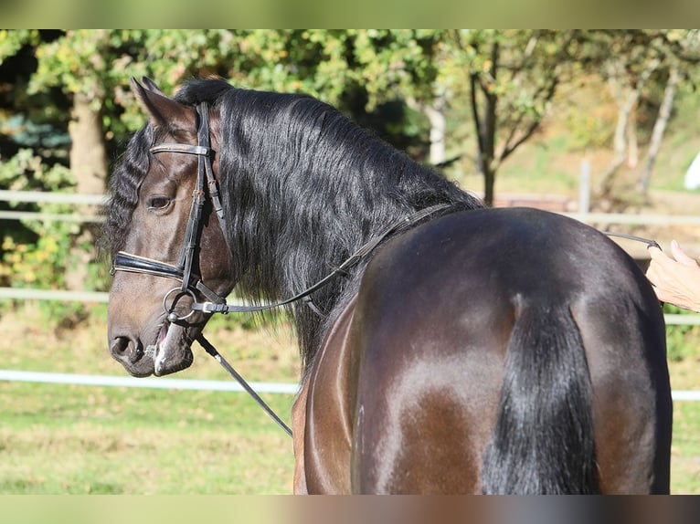 PRE Mix Gelding 3 years 16 hh Black in Hassendorf