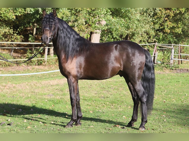 PRE Mix Gelding 3 years 16 hh Black in Hassendorf