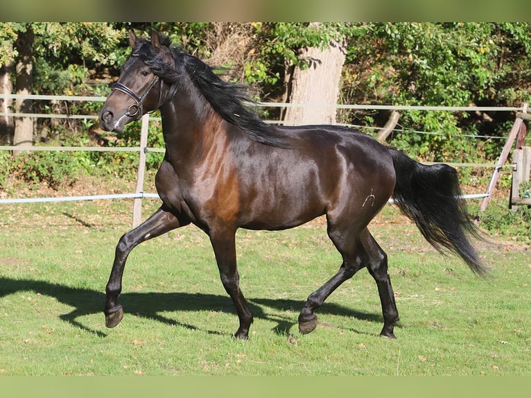 PRE Mix Gelding 3 years 16 hh Black in Hassendorf