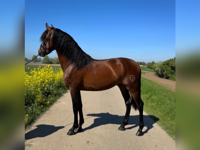 PRE Mix Gelding 3 years 16 hh Brown in Ammerzoden