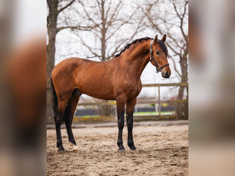 PRE Gelding 3 years 16 hh Brown in Poeldijk