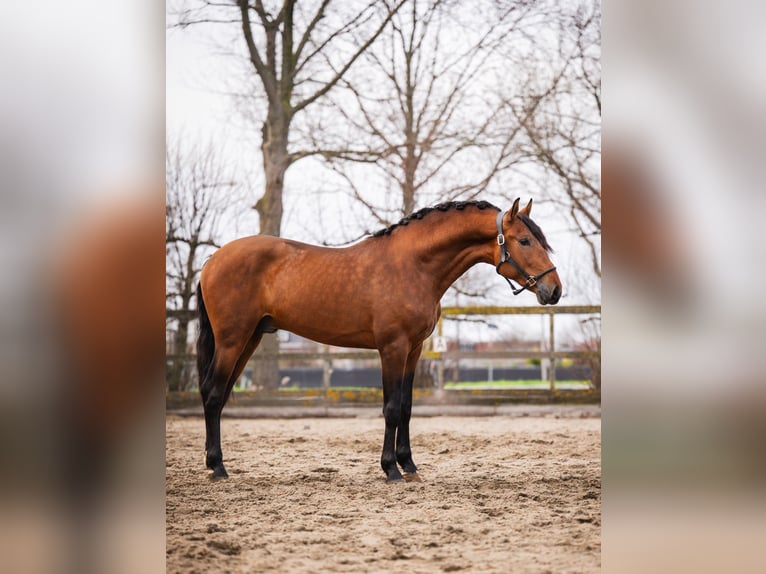 PRE Gelding 3 years 16 hh Brown in Poeldijk