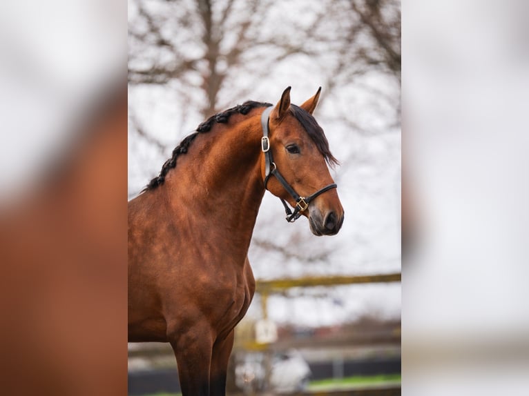 PRE Gelding 3 years 16 hh Brown in Poeldijk