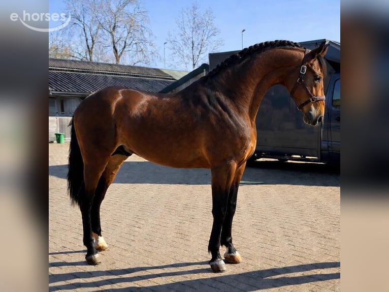 PRE Gelding 3 years 16 hh Brown in Poeldijk