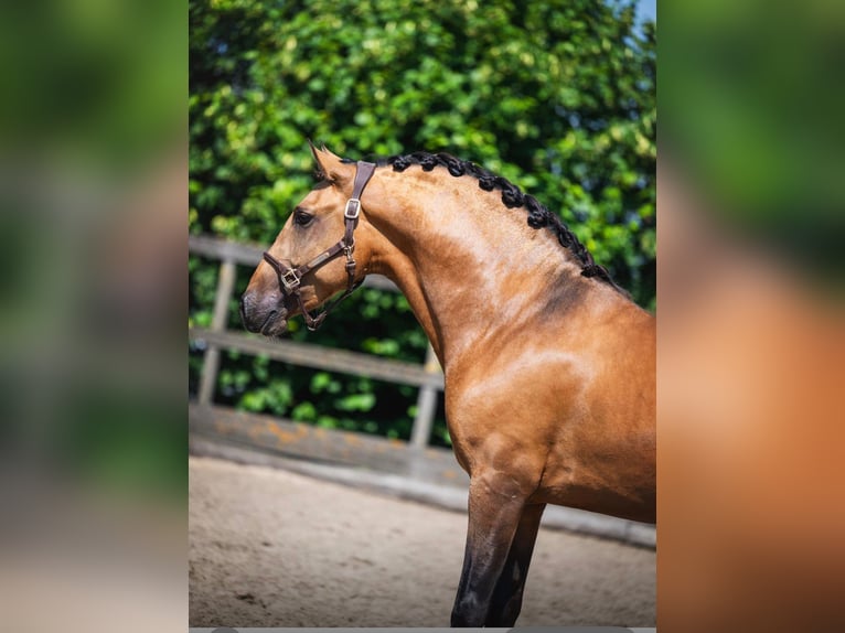 PRE Gelding 3 years 16 hh Buckskin in Grebenhain