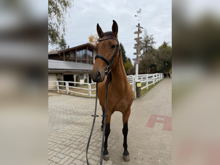 PRE Mix Gelding 3 years 16 hh Buckskin in Lochen am See
