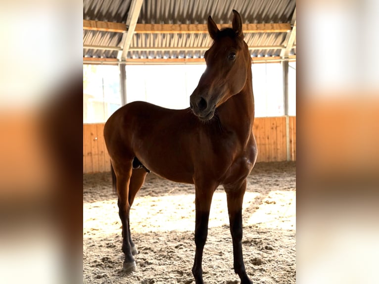 PRE Mix Gelding 3 years 16 hh Buckskin in Lochen am See