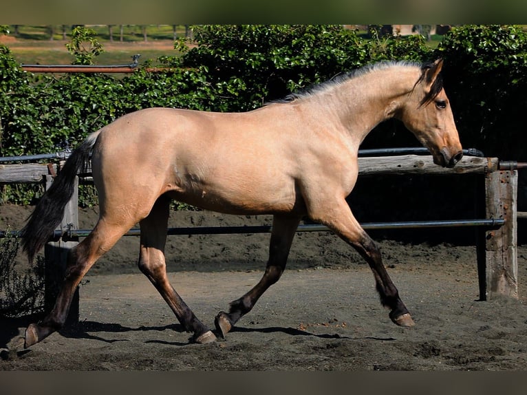 PRE Gelding 3 years 16 hh Buckskin in Galaroza (Huelva)