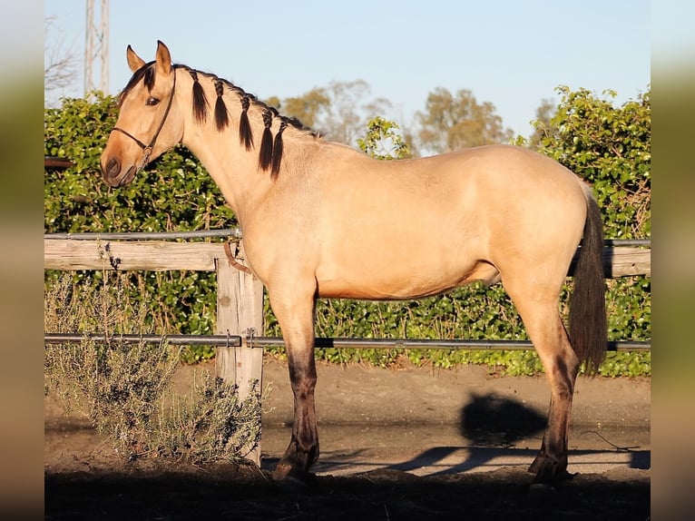 PRE Gelding 3 years 16 hh Buckskin in Galaroza (Huelva)