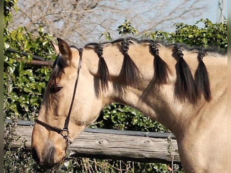 PRE Gelding 3 years 16 hh Buckskin in Galaroza (Huelva)