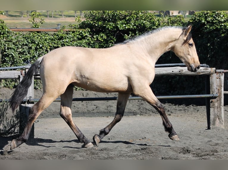 PRE Gelding 3 years 16 hh Buckskin in Galaroza (Huelva)