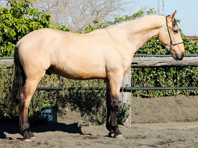 PRE Gelding 3 years 16 hh Buckskin in Galaroza (Huelva)