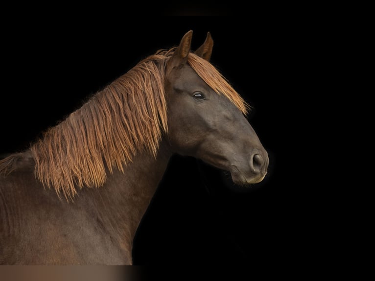 PRE Gelding 3 years 16 hh Chestnut in Gefrees