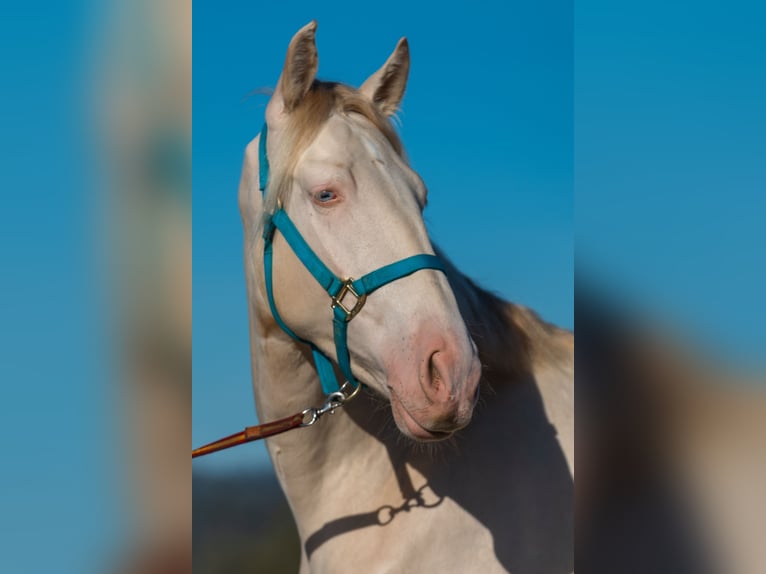 PRE Mix Gelding 3 years 16 hh Cremello in Grass Valley
