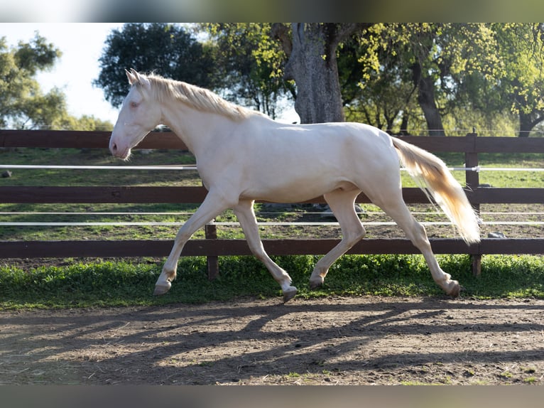 PRE Mix Gelding 3 years 16 hh Cremello in Grass Valley